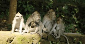 Tempat Indah di Ubud
