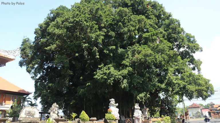Pohon Beringin di Pusat Desa Batubulan